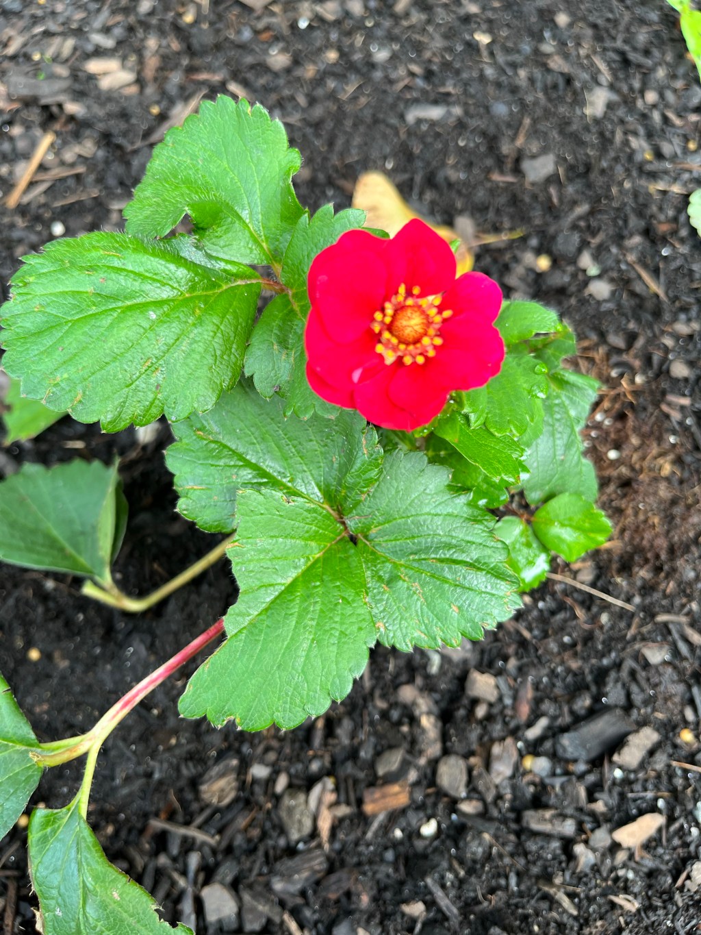 Strawberry Bloom