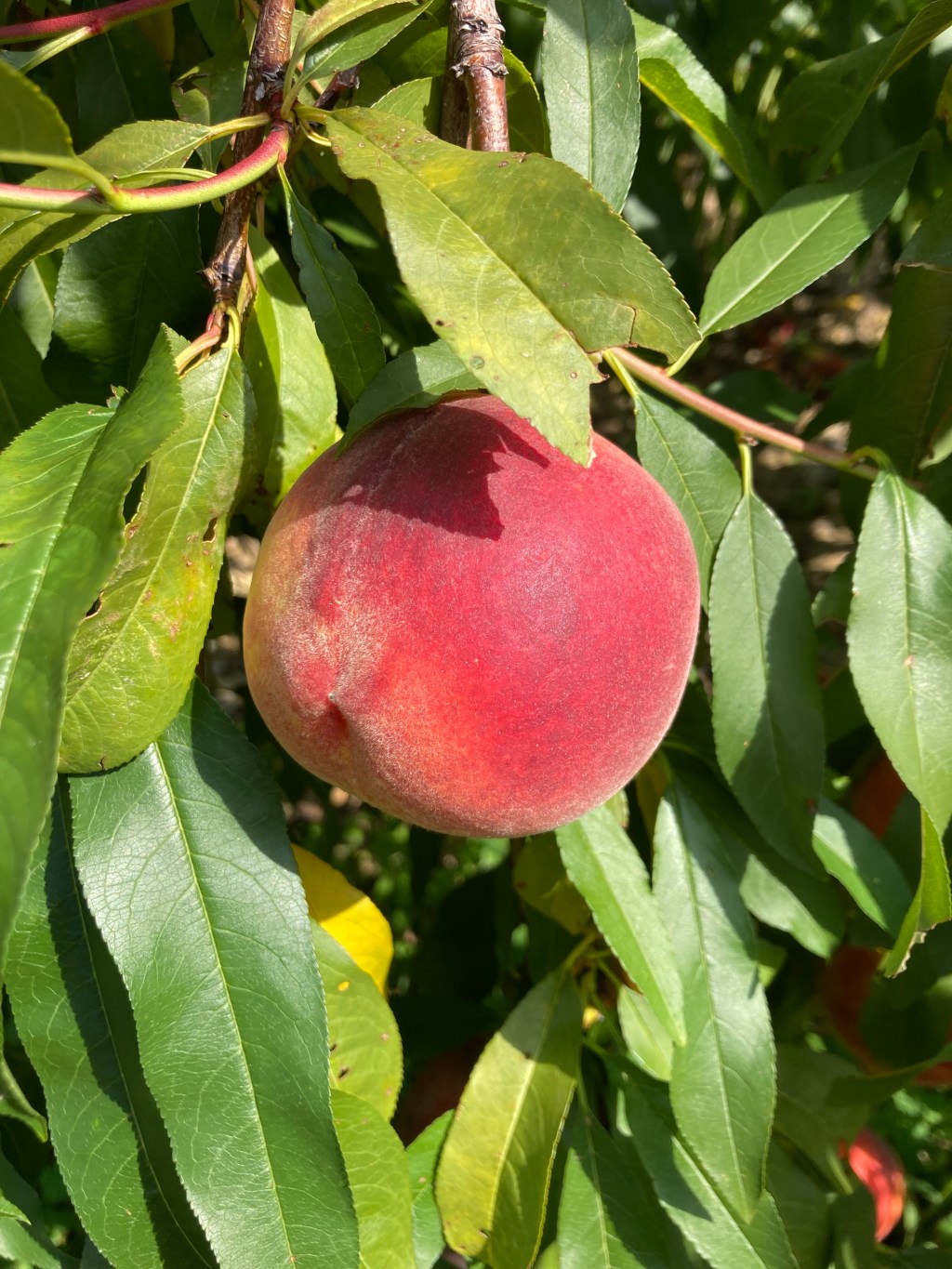 Letters from Love –&nbsp;Unimpeachable