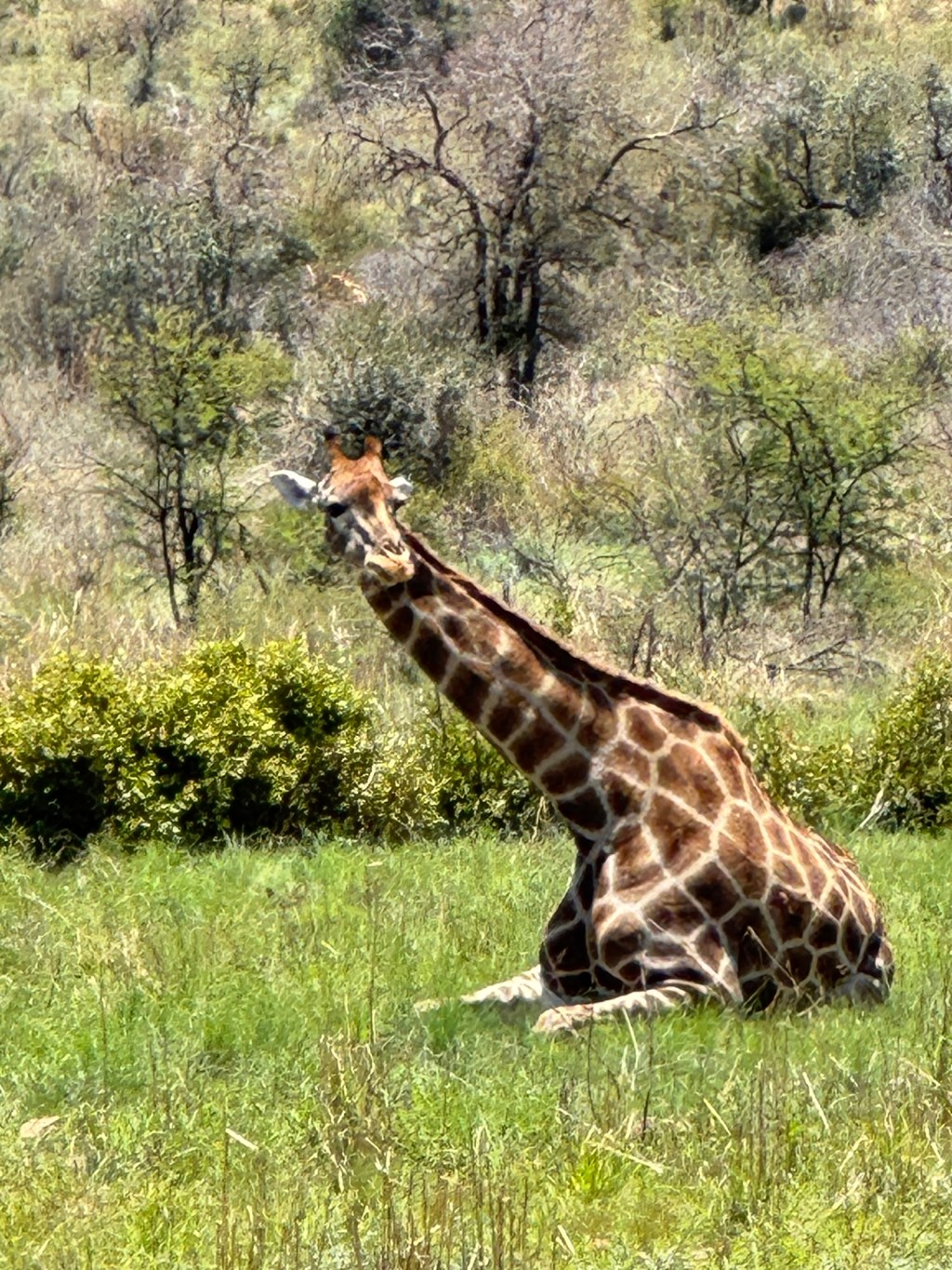 Pilanesberg National Park Day&nbsp;3