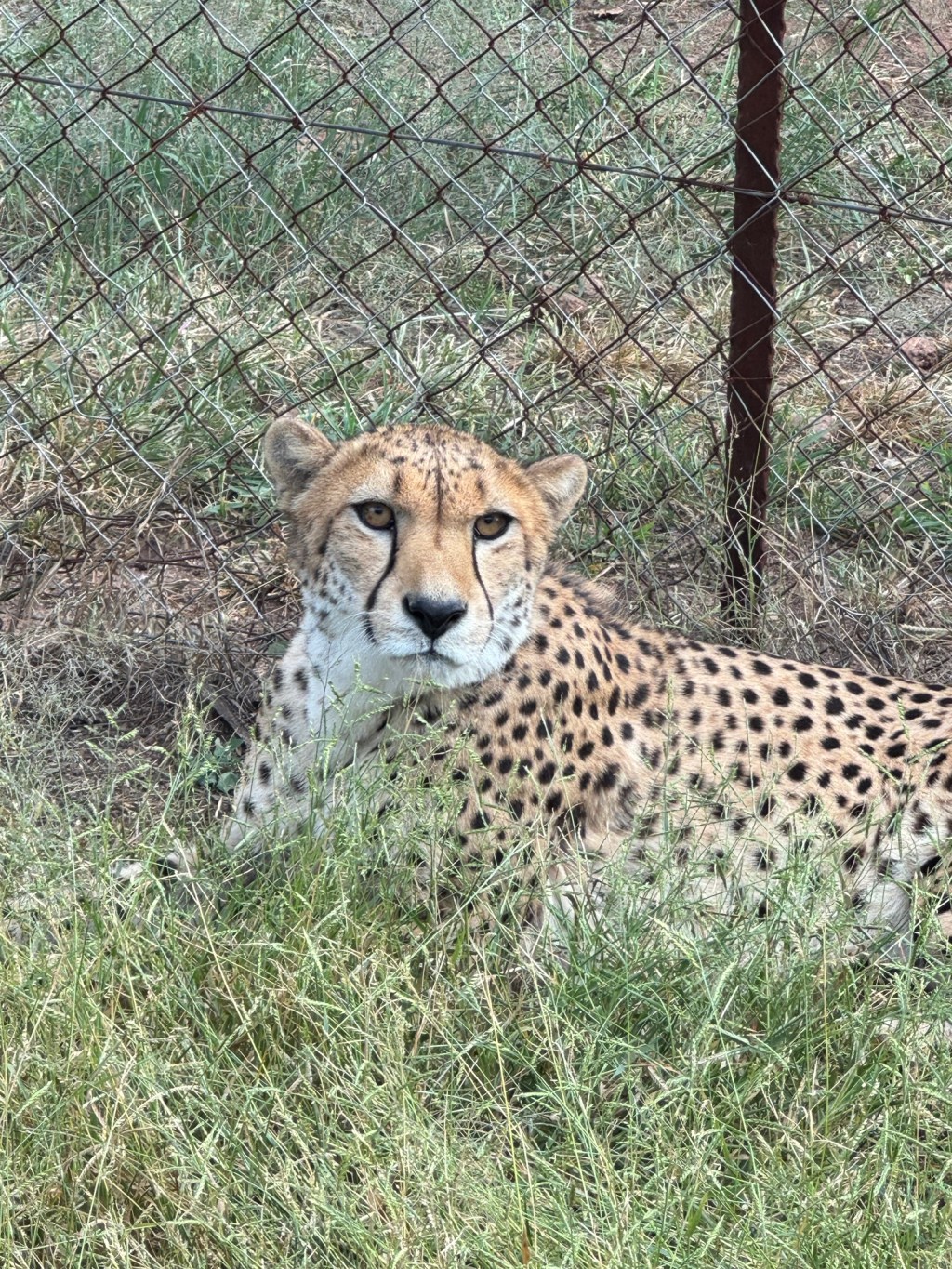 Cheetah Centre